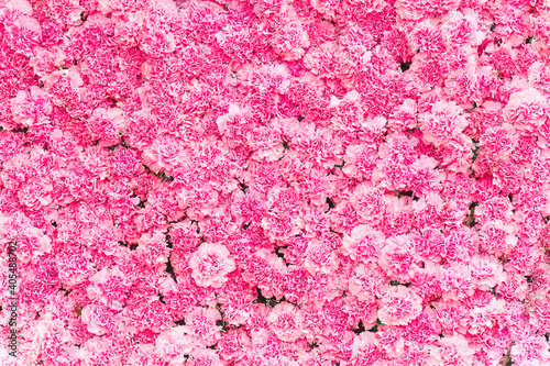 Beautiful Pink carnation flower background
