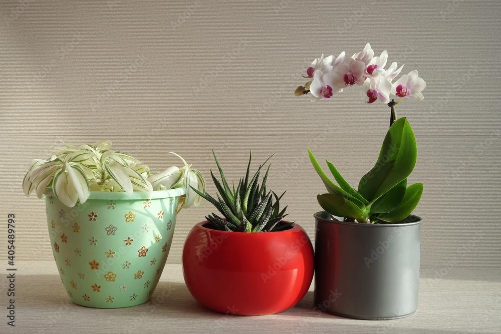 Home flowers in red and gray pots on a light pink background. White orchid and succulent haworthia in bright pots. Green home plants.
Home flowers in red and gray pots on a light pink background. White orchid and succulent haworthia in bright pots. Green home plants.