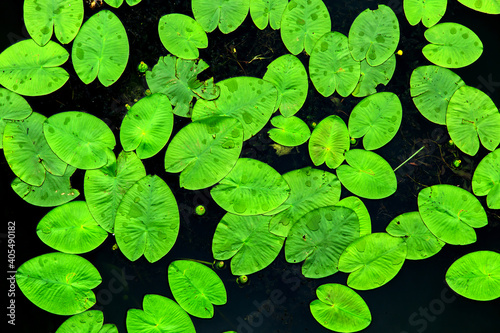 bright green leaves of water lilies