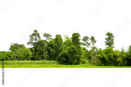 Trees line isolated on a white background.