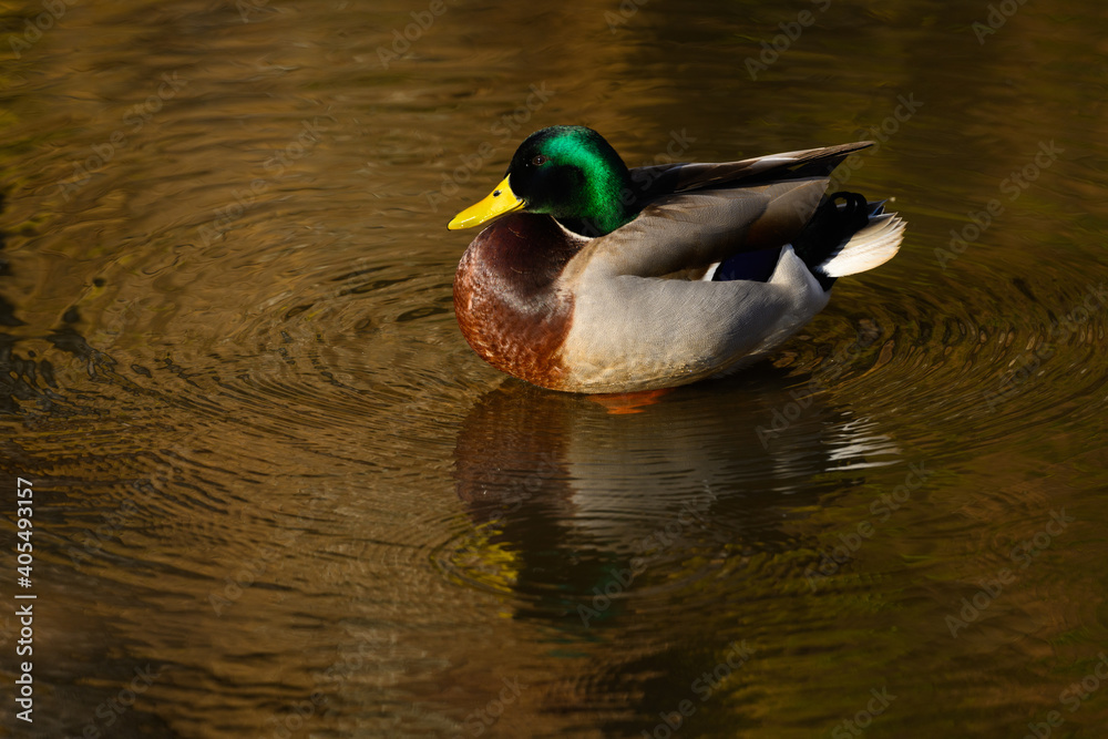 Obraz premium Mallard Drake and Reflection in the C&O Canal on an Autumn Afternoon