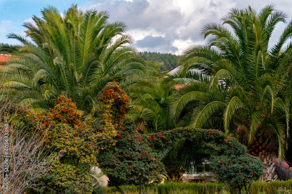 Obraz premium Beautiful palm grove trees between lush green