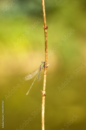 Dragonfly in the nature. Dragonfly in the nature habitat. Beautiful photo of dragonfly on blade, stem near to pond on sunny day © Edita