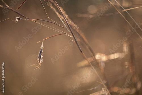 Close-up macro shot of dry grass with dew drops. Natural eco background. nature background. wallpaper grass