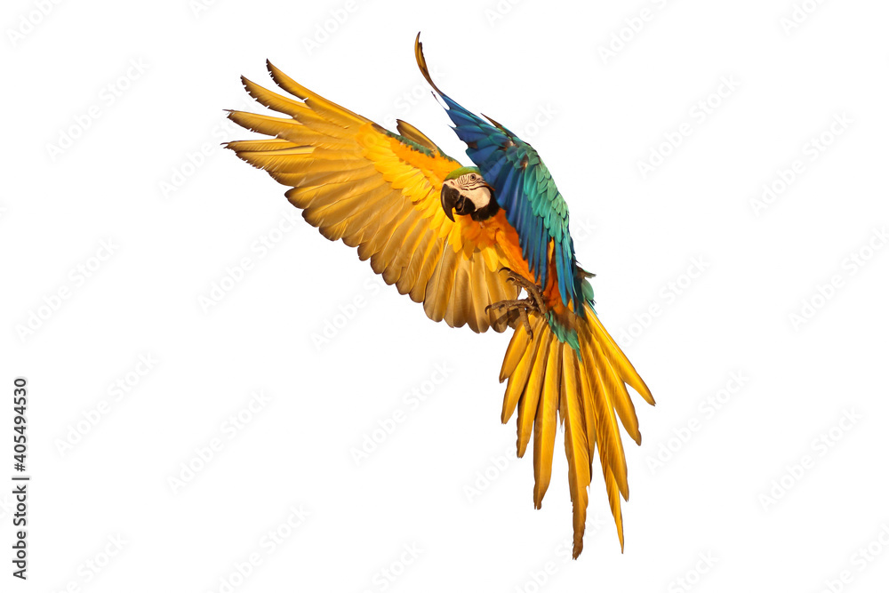Macaw parrot flying isolated on white background