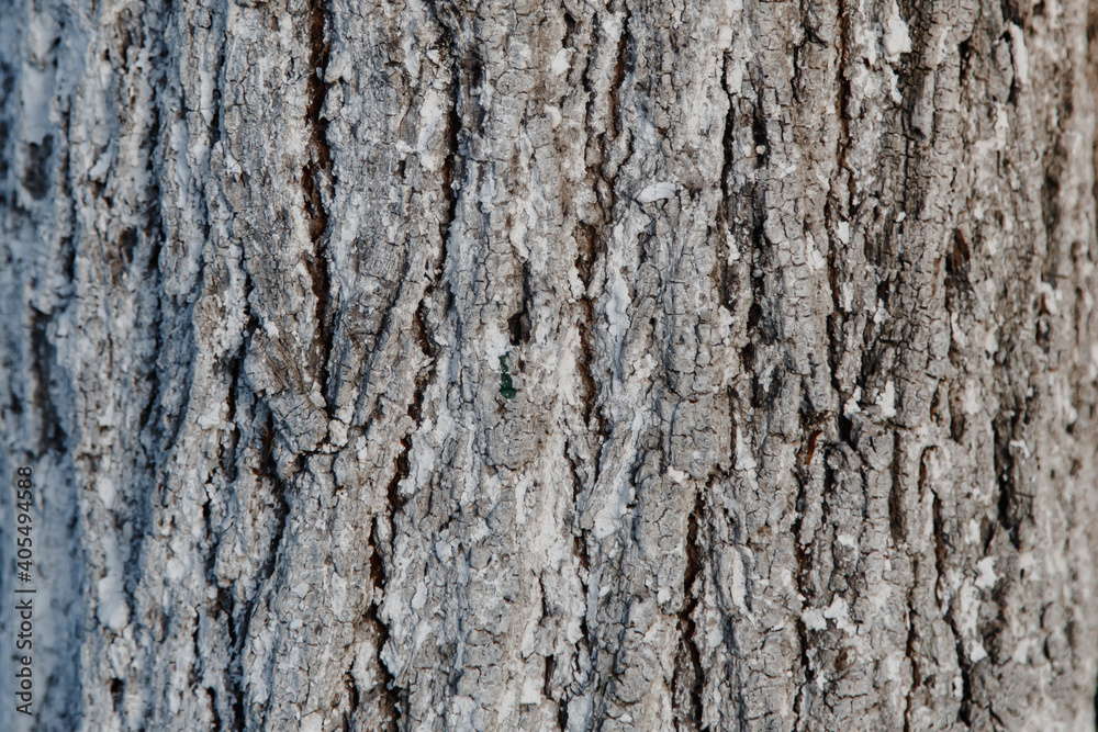 Fototapeta premium Surface for background