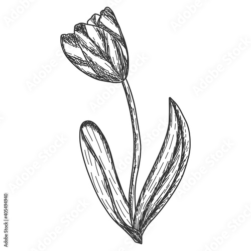 One tulip flower. Engraving vector illustration. Sketch scratch
