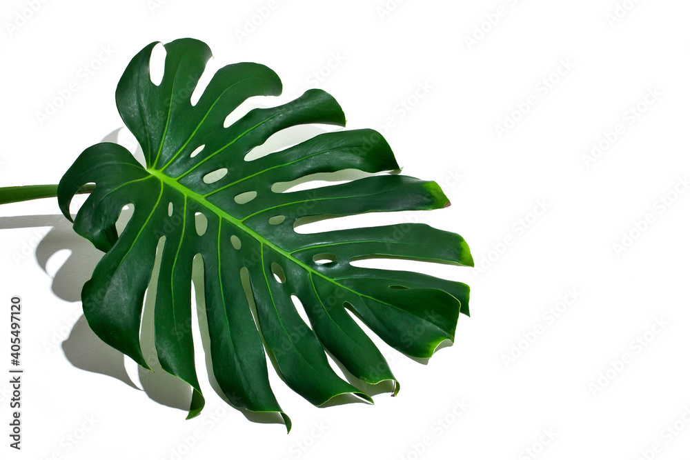 Fototapeta premium Monstera large green jungle leaf with shadow isolated on a white background.