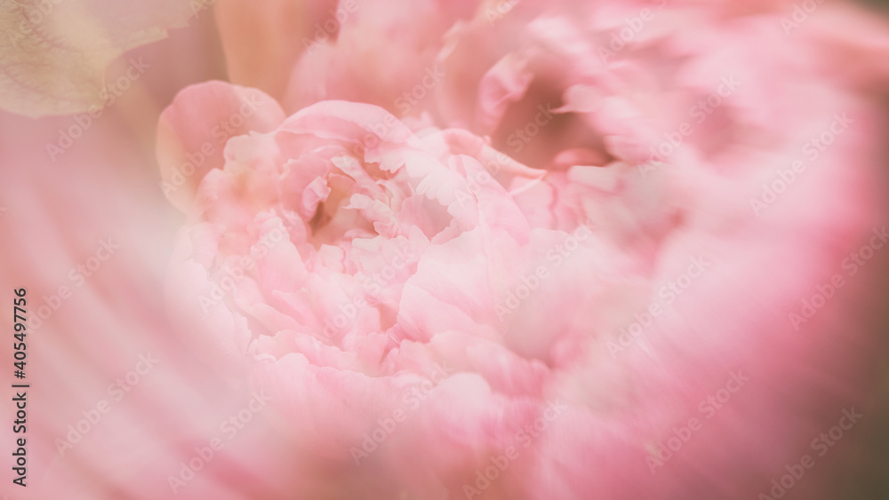 Floral pink background, peony flower. Abstraction. The picture is out of focus.
