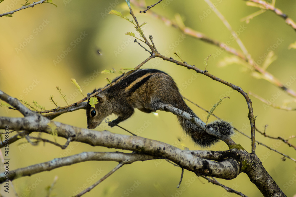 squirrel on tree