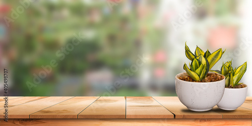 a Sansevieria plant in a white pot with soft light on a wooden table