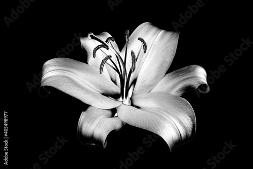 One silver lily flower on black background isolated close up, beautiful black and white single lilly on dark backdrop, gray floral pattern, monochrome design element, illustration, vintage decoration