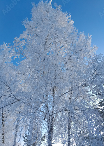 Snow-covered trees on frosty winter day in clear weather. The trees are covered with frost. Siberian landscape. Fairy snowy forest. Birch in the snow. Frosty day in the forest. © Ninaveter