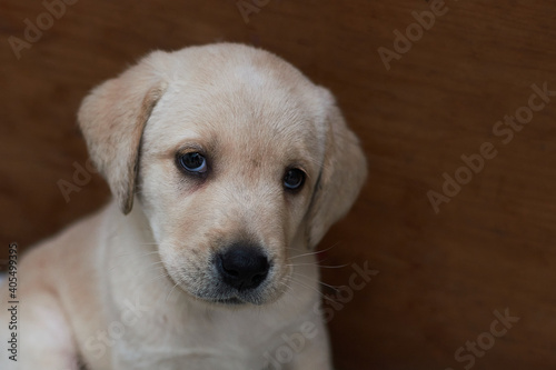 Retrato de cachorro de perro labrador retriever  © arieldufey