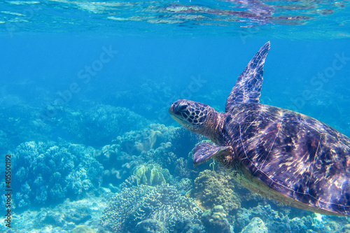 Sea turtle in blue water, close up sea photo. Cute sea turtle in blue water of tropical sea. Green turtle underwater photo. Wild marine animal in natural environment. Endangered species of coral reef.