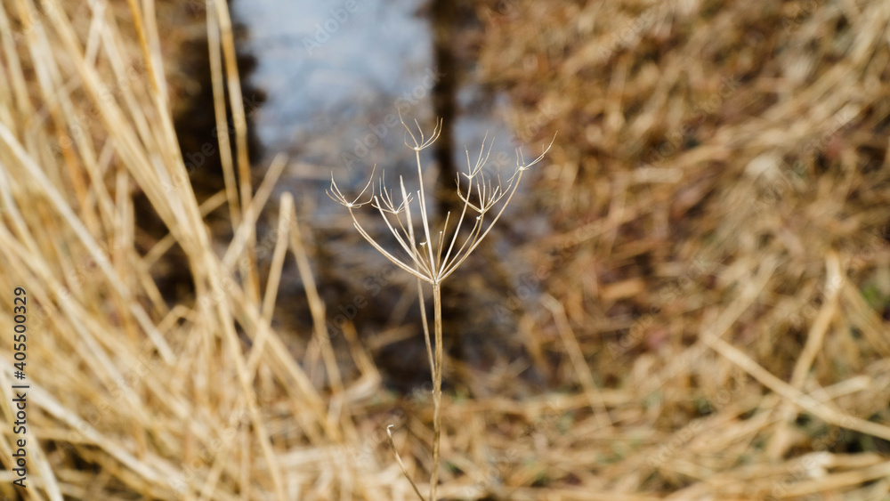 Fototapeta premium Grass by the water