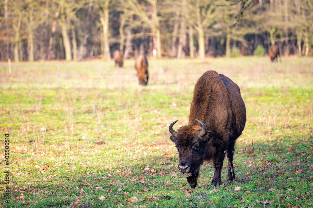European bison/Wisent grazing in the Maashorst near Uden/Zeeland. European bison/Wisent grazing in the Maashorst near Uden/Zeeland.