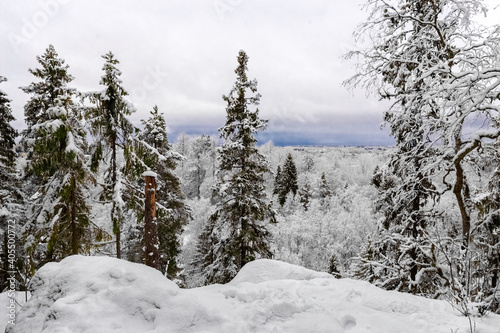 Forest in winter. View from the height. Forest in the snow. Snowy winter. Panoramic.