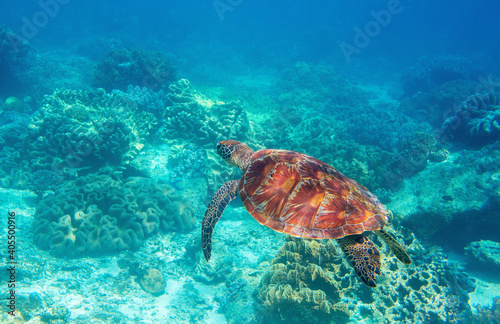 Sea turtle in blue water, underwater wild nature photo. Friendly marine turtle underwater photo. Oceanic animal in wild nature. Summer vacation activity. Snorkeling or diving banner template. © Elya.Q