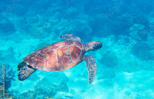Sea turtle in blue water. Green turtle underwater photo. Wild marine animal in natural environment. Endangered species of coral reef. Tropical seashore wildlife. Snorkeling with sea turtle.