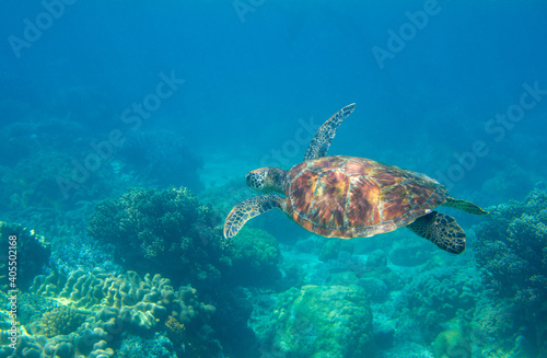 Sea turtle in blue water. Friendly marine turtle underwater photo. Oceanic animal in wild nature. Summer vacation activity. Snorkeling or diving banner template. Tropical seashore with sea tortoise. © Elya.Q