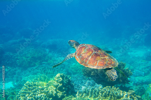 Sea turtle in blue water, underwater wild nature photo. Friendly marine turtle underwater photo. Oceanic animal in wild nature. Summer vacation activity. Snorkeling or diving banner template. © Elya.Q