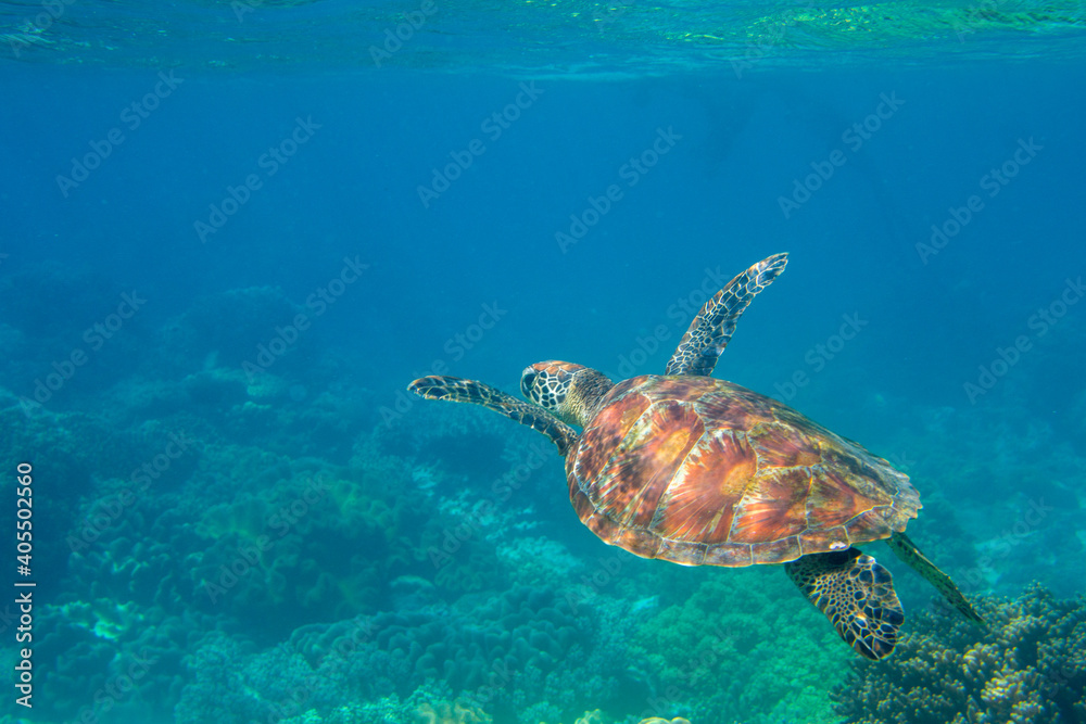 Obraz premium Sea turtle in blue water. Friendly marine turtle underwater photo. Oceanic animal in wild nature. Summer vacation activity. Snorkeling or diving banner template. Tropical seashore with sea tortoise.
