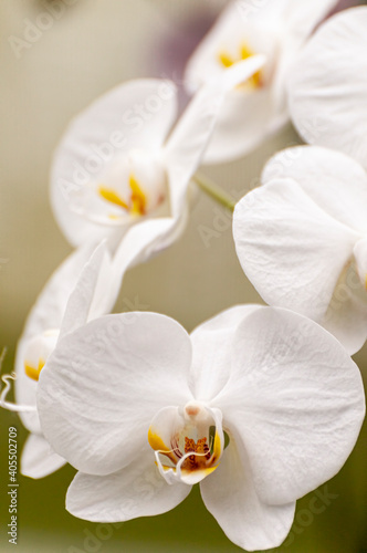 White Phalaenopsis Orchid Flower