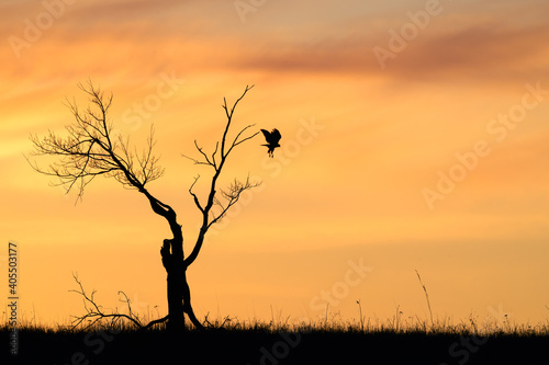 Hawk Hunting from a Tree Silhouetted by a Winter Sunset at Big Meadows