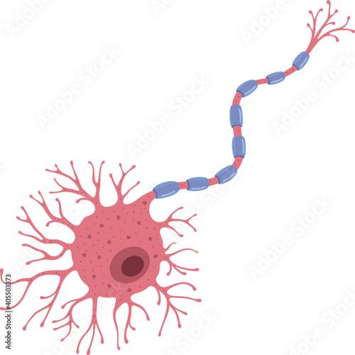 Motor neuron. Color vector illustration. 