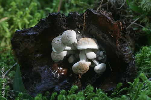 Asterophora lycoperdoides, powdery piggyback or powder back, wild parasitic fungus growing on a brittlegill mushroom in Finland photo