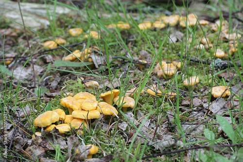 Cantharellus cibarius, known as chanterelle or golden chanterelle, wild edible mushroom from Finland