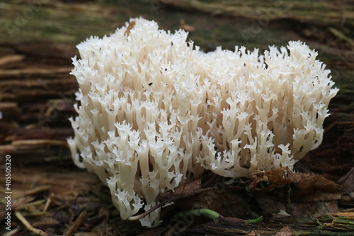 Artomyces pyxidatus, known as crown coral, crown-tipped coral fungus or candelabra coral, wild mushroom from Finland