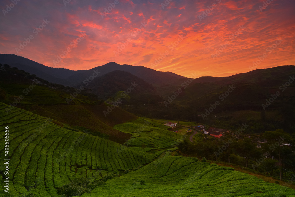 Beautiful Sunrise in the tea plantation.  Red sky over the field. 