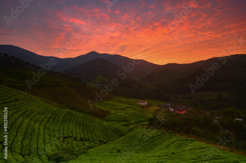 Beautiful Sunrise in the tea plantation. Red sky over the field. 