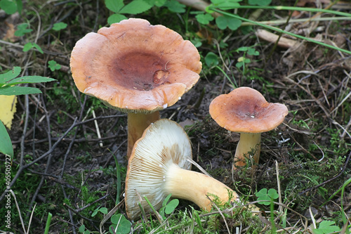 Lactifluus volemus, formerly Lactarius volemus, commonly known as fishy milkcap or weeping milk cap, wild mushroom from Finland