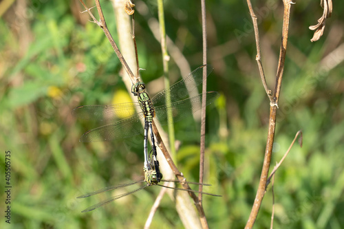 dragonfly on the grass