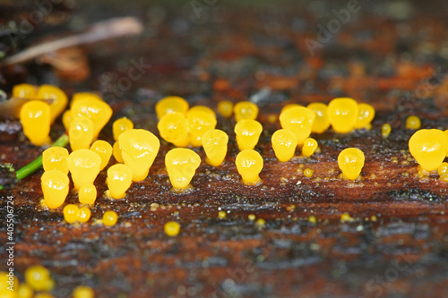 Dacrymyces capitatus, a jellyspot fungus from Finland photo