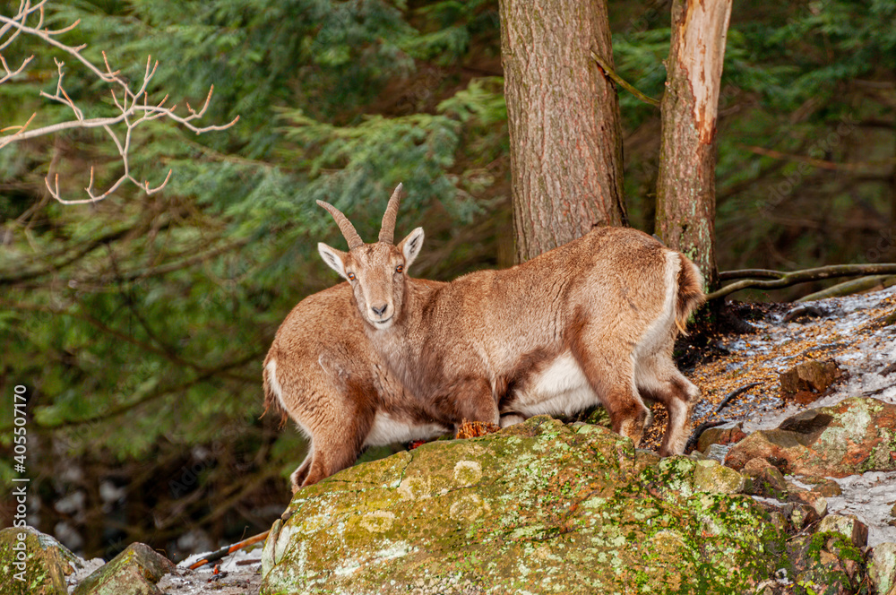Obraz premium Young Ibex in Forest