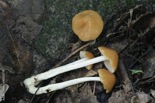 Pholiotina cyanopus, a psilocybin mushroom with no common english name growing wild in Finland photo