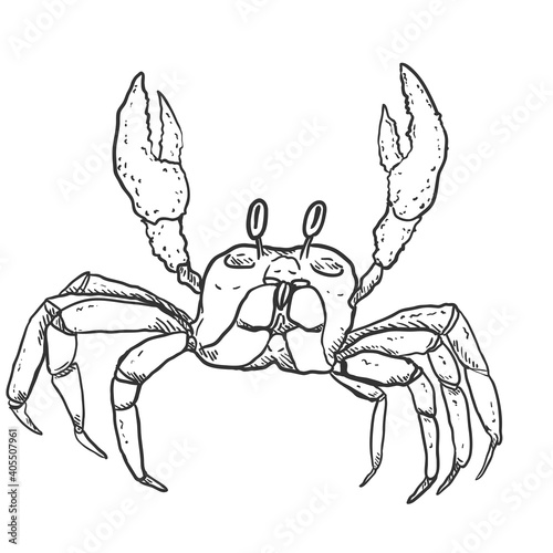 Crab Vector Sketch Illustration