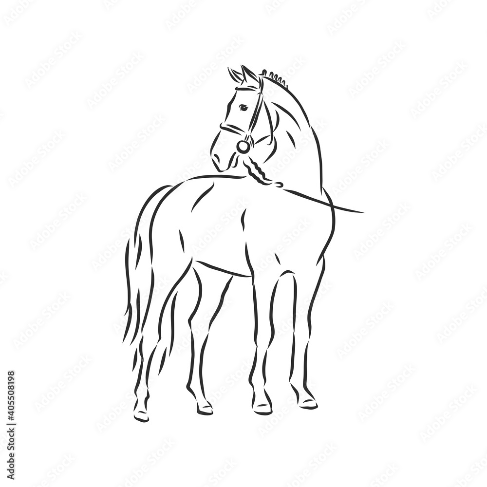 Vector silhouette of a horse. beautiful horse vector sketch illustration
