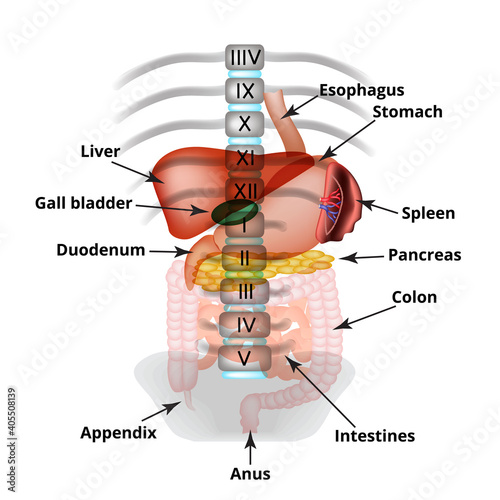 Anatomical structure of the abdominal organs. Spleen, liver, gallbladder, stomach, intestines, colon, pancreas. Vector illustration