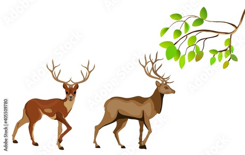 Two deers under tree branch, isolated on white vector illustration