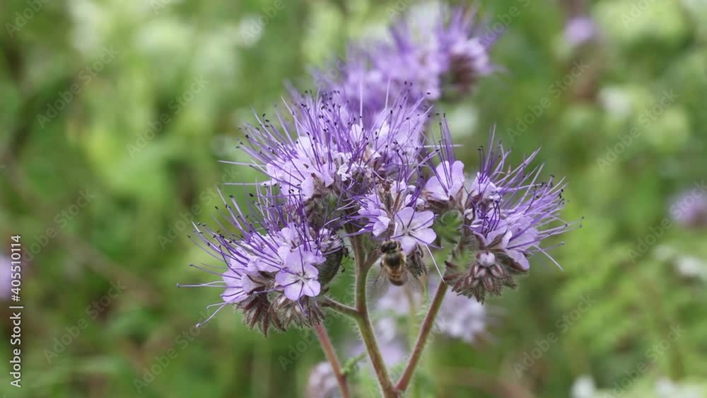 Abeille mellifère butinant des fleurs de phacélie Abeille mellifère butinant des fleurs de phacélie