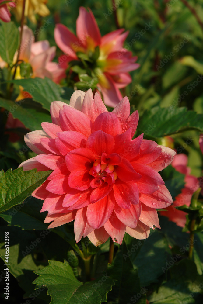 A close up of bright pink dahlia of the 'Berliner Kleene' variety in dew in the garden on a sunny morning A close up of bright pink dahlia of the 'Berliner Kleene' variety in dew in the garden on a sunny morning