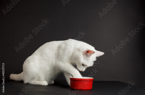 White cat with yellow eyes next to a red bowl on a black background