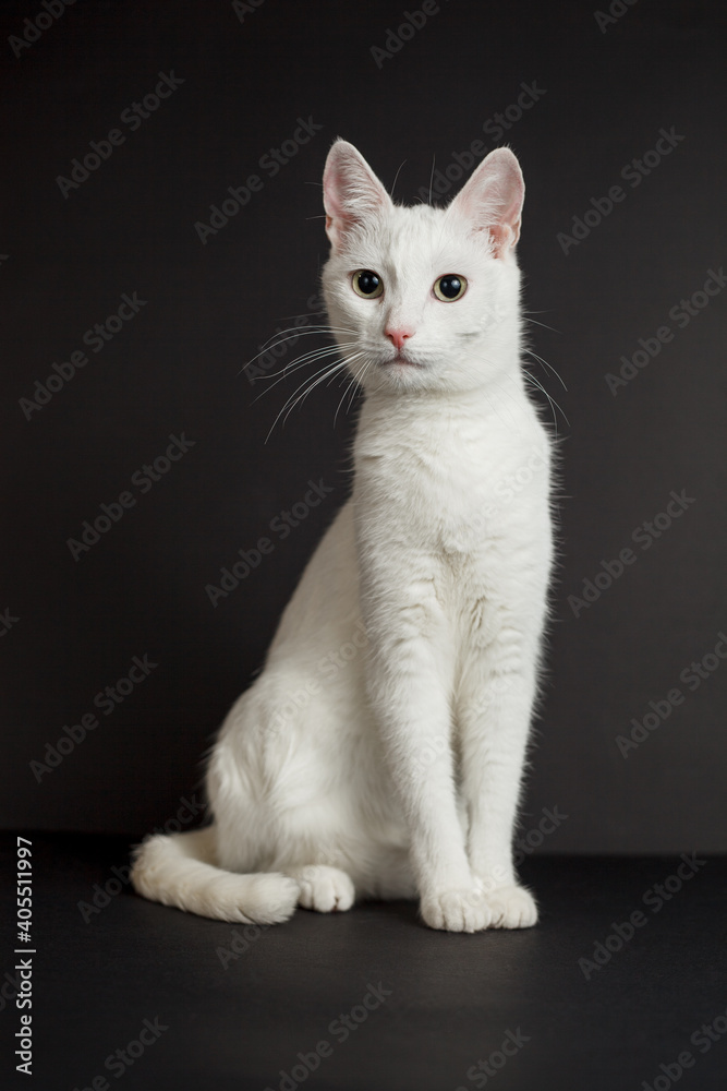 White cat with yellow eyes on a black background