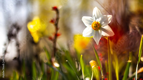 Fototapeta Naklejka Na Ścianę i Meble -  beautiful daffodil in spring