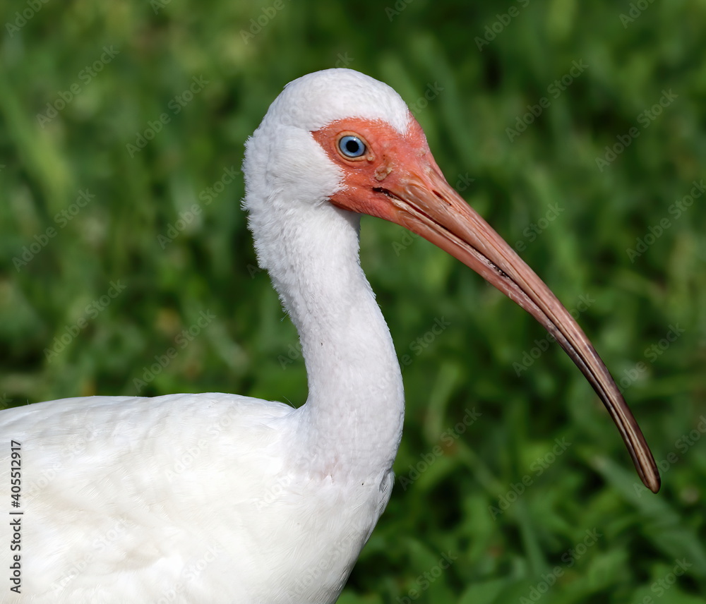 Close up of an American white ibis with a green grass background.